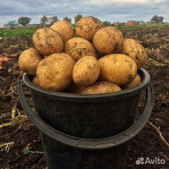 Продам картофель