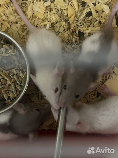 Крысята в добрые руки