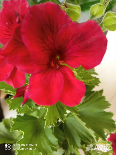 Герани и пеларгонии