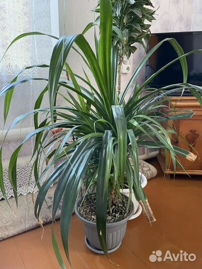 Пальма панданус