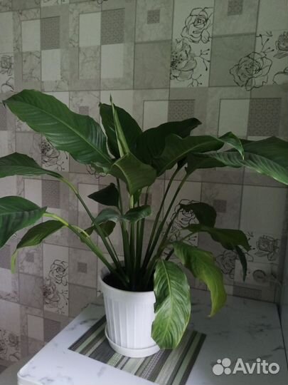 Спатифиллум