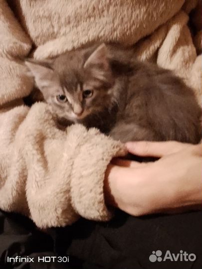 Котята