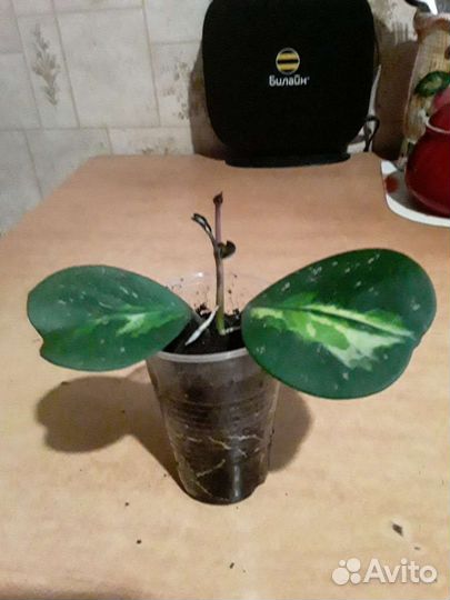 Хойи (7 сортов)