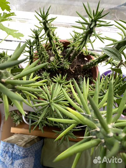 Кактусы опунция 20 шт в одном горшочке