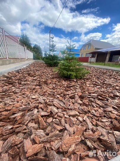 Кора сосны мульча