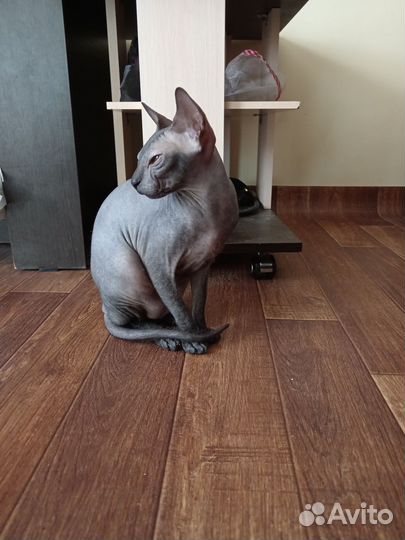 Донской сфинкс, девочка, 7 мес