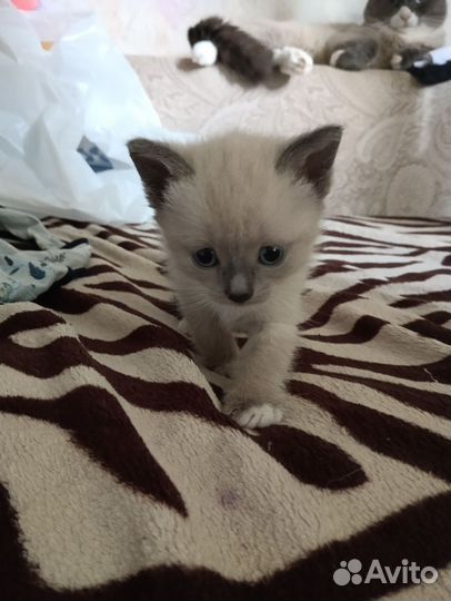 Котята невские маскарадные