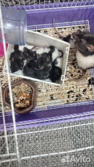 Крыса дамбо