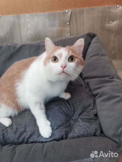 Котик Персик
