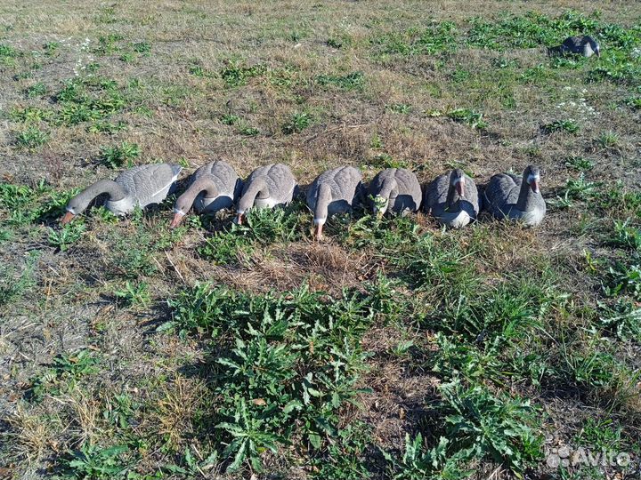 Чучело для охоты. Гуси, Профиля, Ворона, Чапля