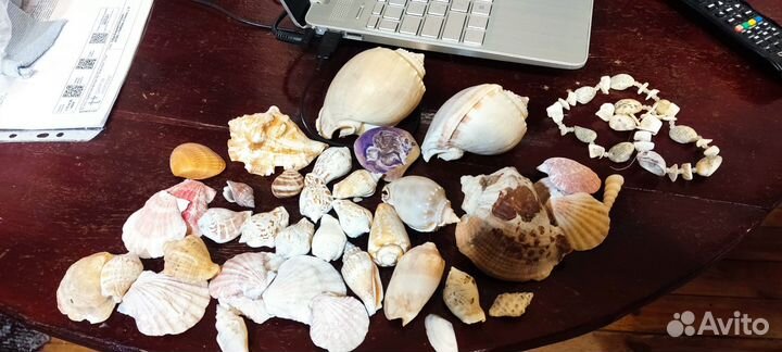 Морские ракушки раковины