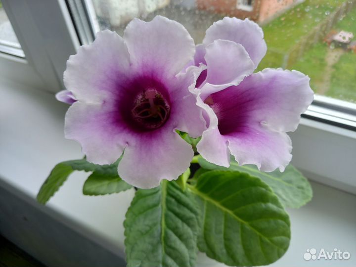 Продается глоксиния цветущая