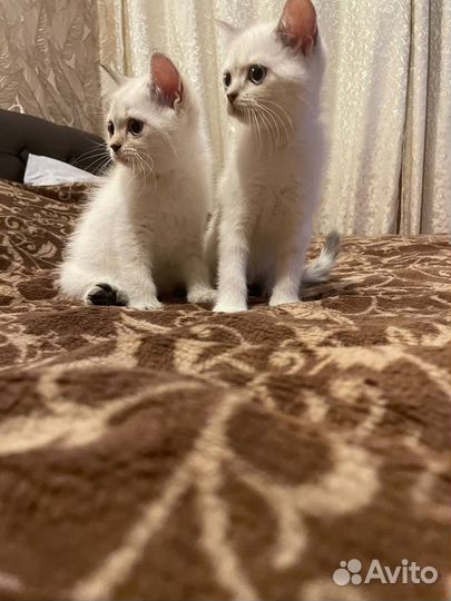 Продам британских котят