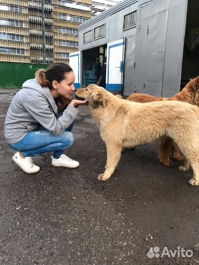 Зоотакси 24/7 перевезем от маленьких до больших