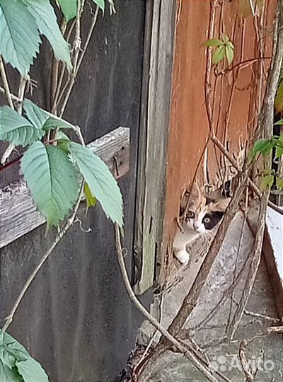 Котята в добрые руки бесплатно