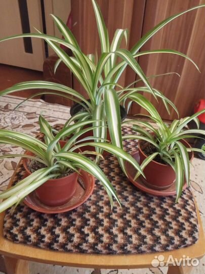 Хлорофитум