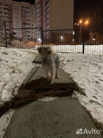 Йоркшкрский терьер молодой