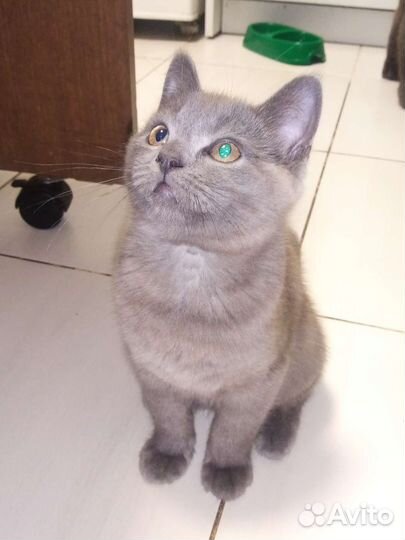 Кошки
