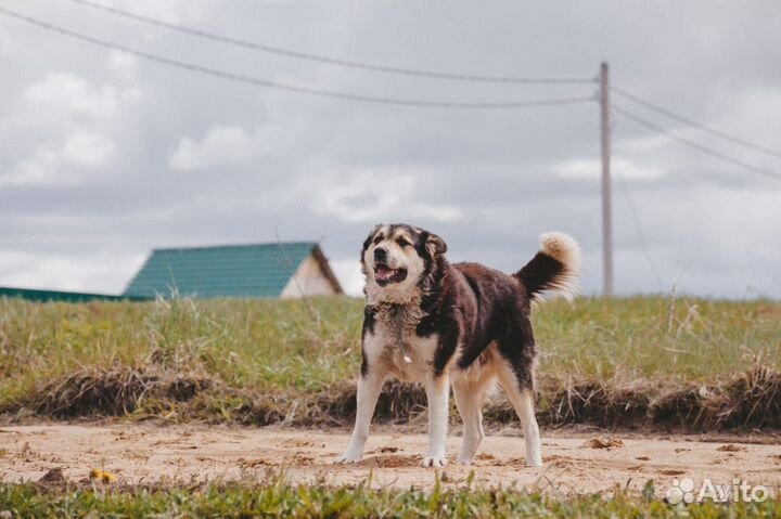 Собака в добрые руки