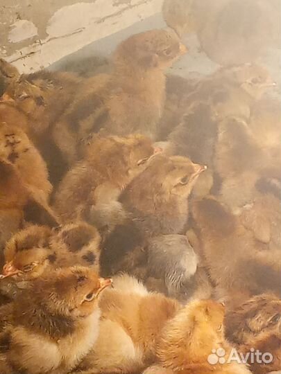 Цыплята