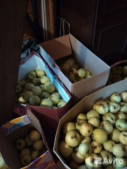 Яблоки домашние сдам