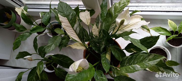 Спатифиллум детки
