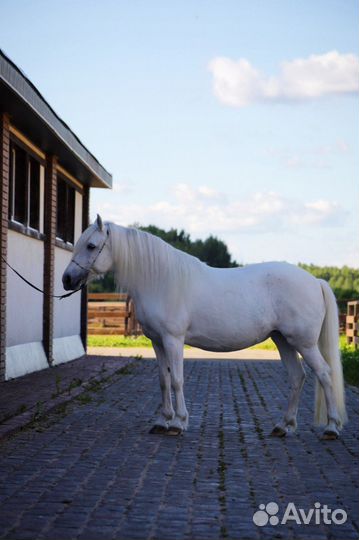 Лошадь пони