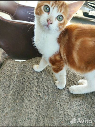 Отдам в добрые руки котят