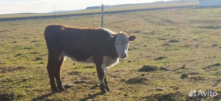 Коровы, бык, тёлки, телята породы герефорд