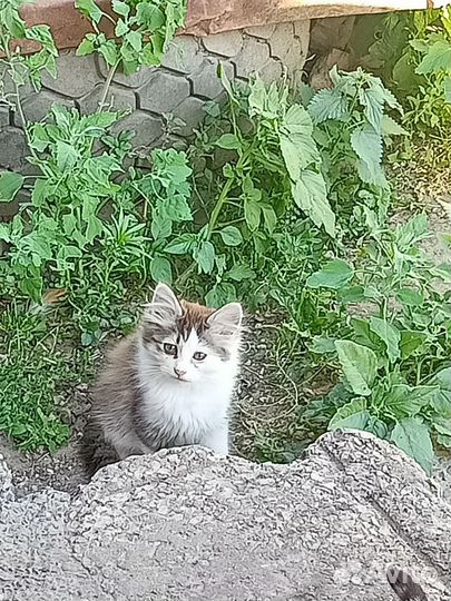 Домашние животные котята