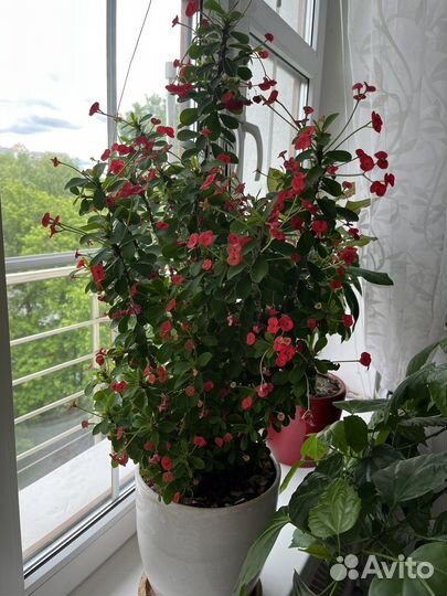 Молочай миля» продажа отростком