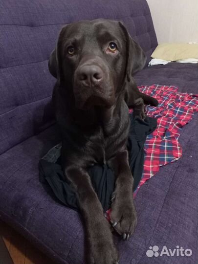 Вязка молодого кобеля