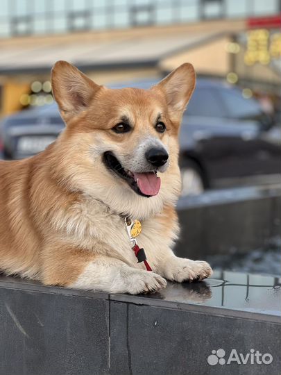 Вельш-корги пемброк