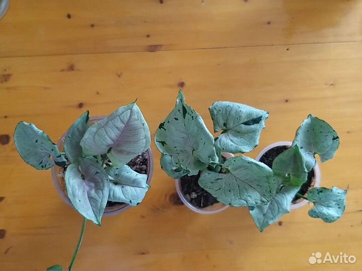 Сингониум серый призрак