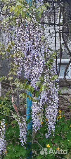 Глициния семена