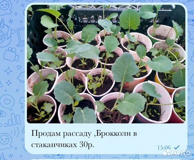 Рассада помидор огурцов перцев