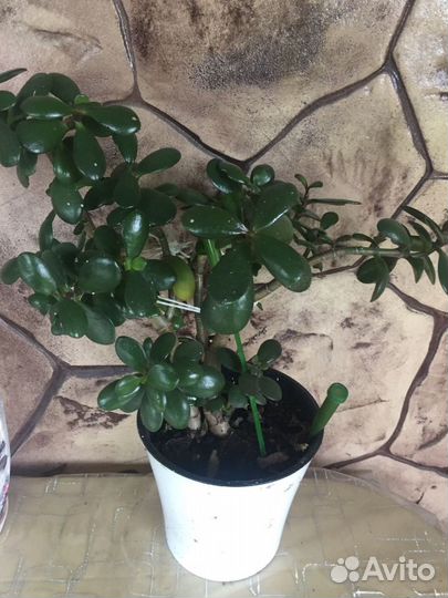 Денежное дерево