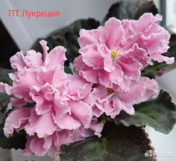 Детки сортовых фиалок