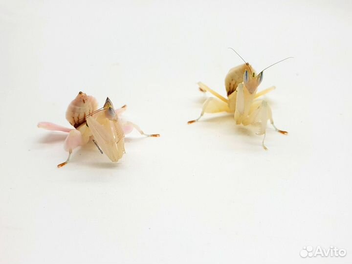 Живые богомолы