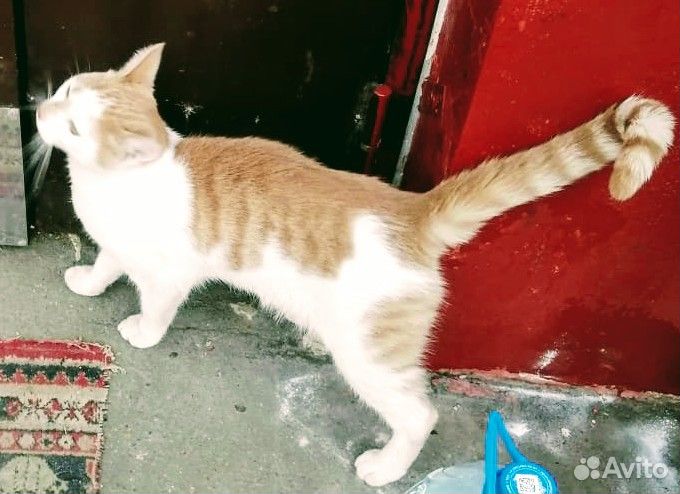 7-месячный Репей в поисках дома