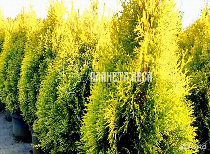 Туя западная Голден Смарагд Морозостойка