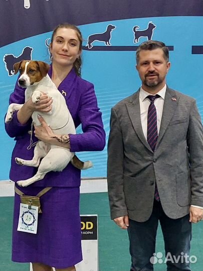 Вязка Кобель Джек Рассел Терьер