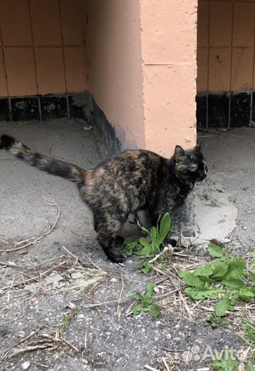 Кошка