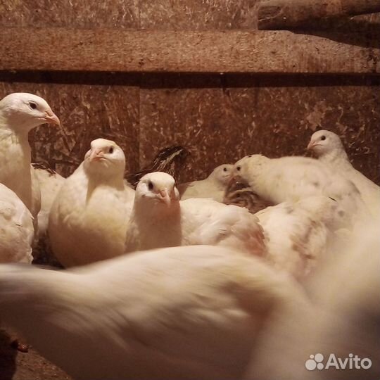 Яйцо на инкубацию