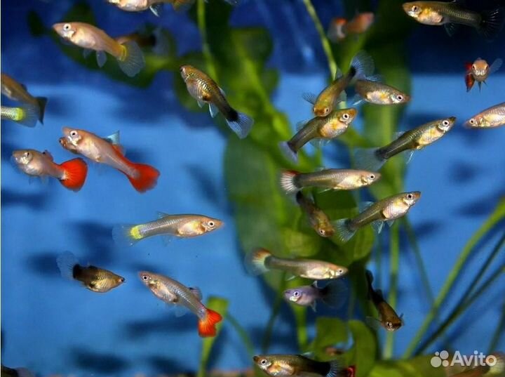 Рыбки гуппи