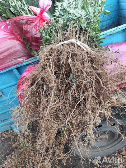 Озеленение Бирючина живая изгородь