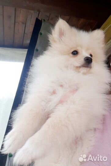 Померанский шпиц