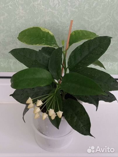 Хойя Мультифлора