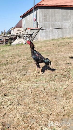 Бойцовые петухи