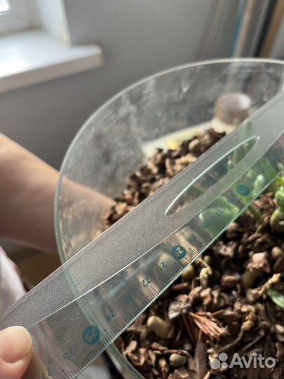 Суккуленты